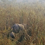 Elefanten-Safari_011