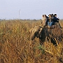 Elefanten-Safari_014