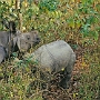 Elefanten-Safari_017