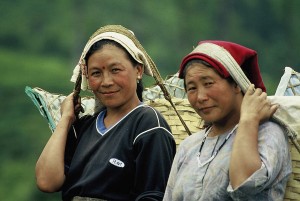 Poster 30 X 45 cm, Teepflückerinnen aus Darjeeling, Indien
